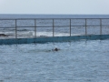Lone swimmer at Bulli Rock Pool