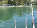 Swimming enclosure at Paradise Beach on Pittwater