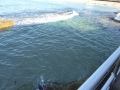 High tide at Wally Weekes Pool in North Bondi